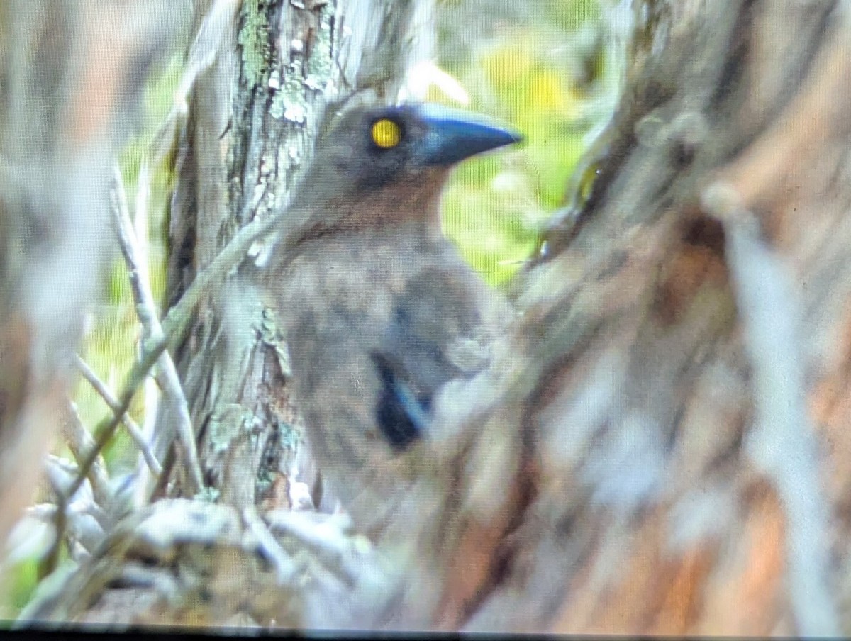 Gray Currawong - ML647265474