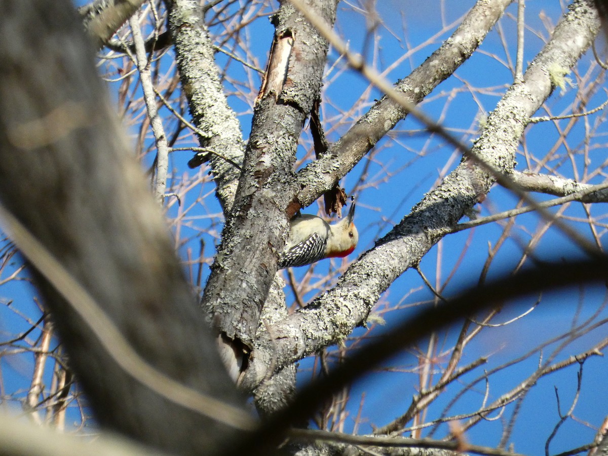 Red-bellied Woodpecker - ML647265482