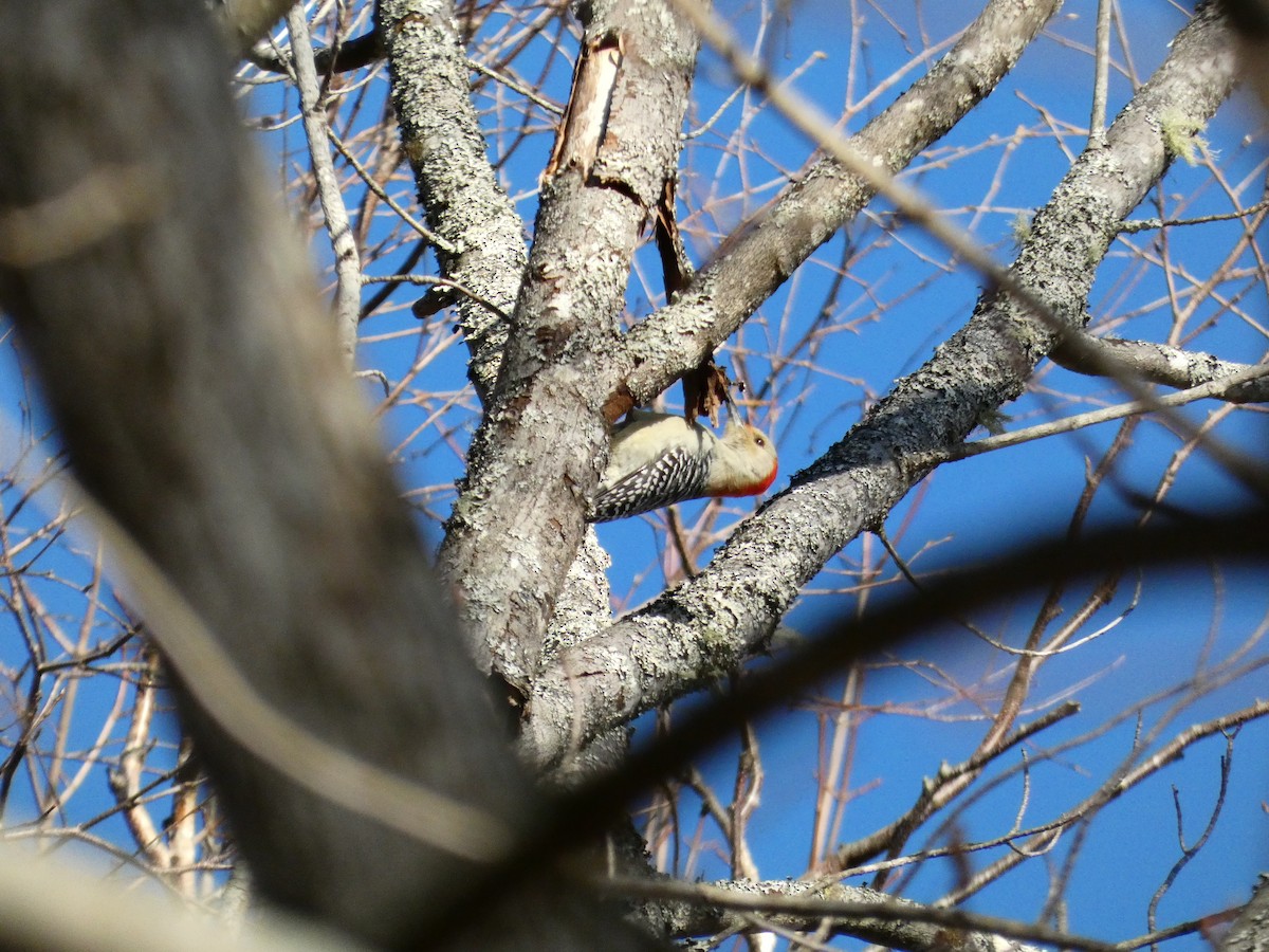 Red-bellied Woodpecker - ML647265484
