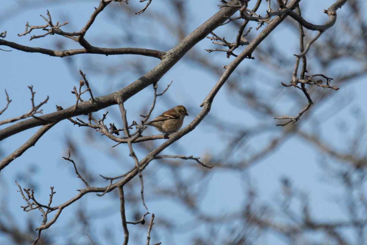 Chardonneret jaune - ML647265485