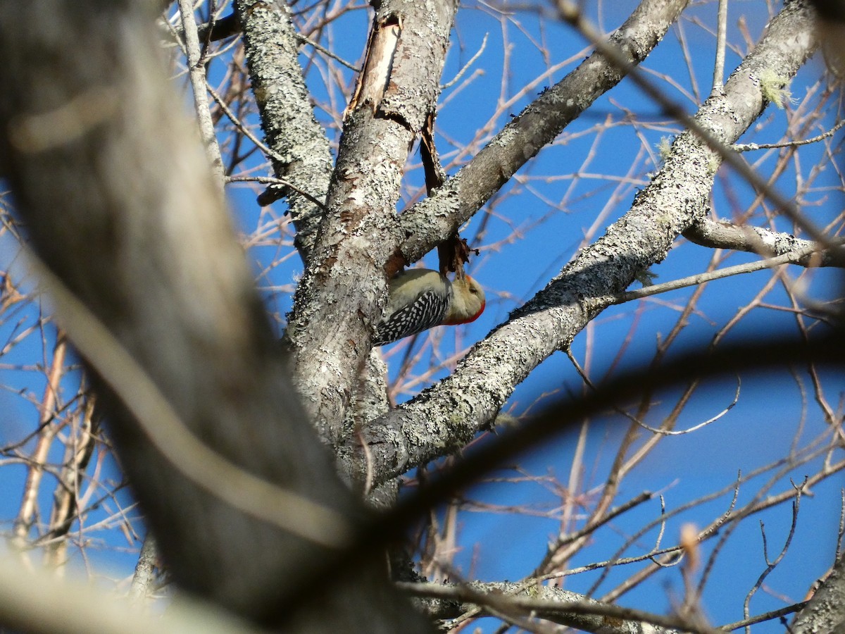 Red-bellied Woodpecker - ML647265486
