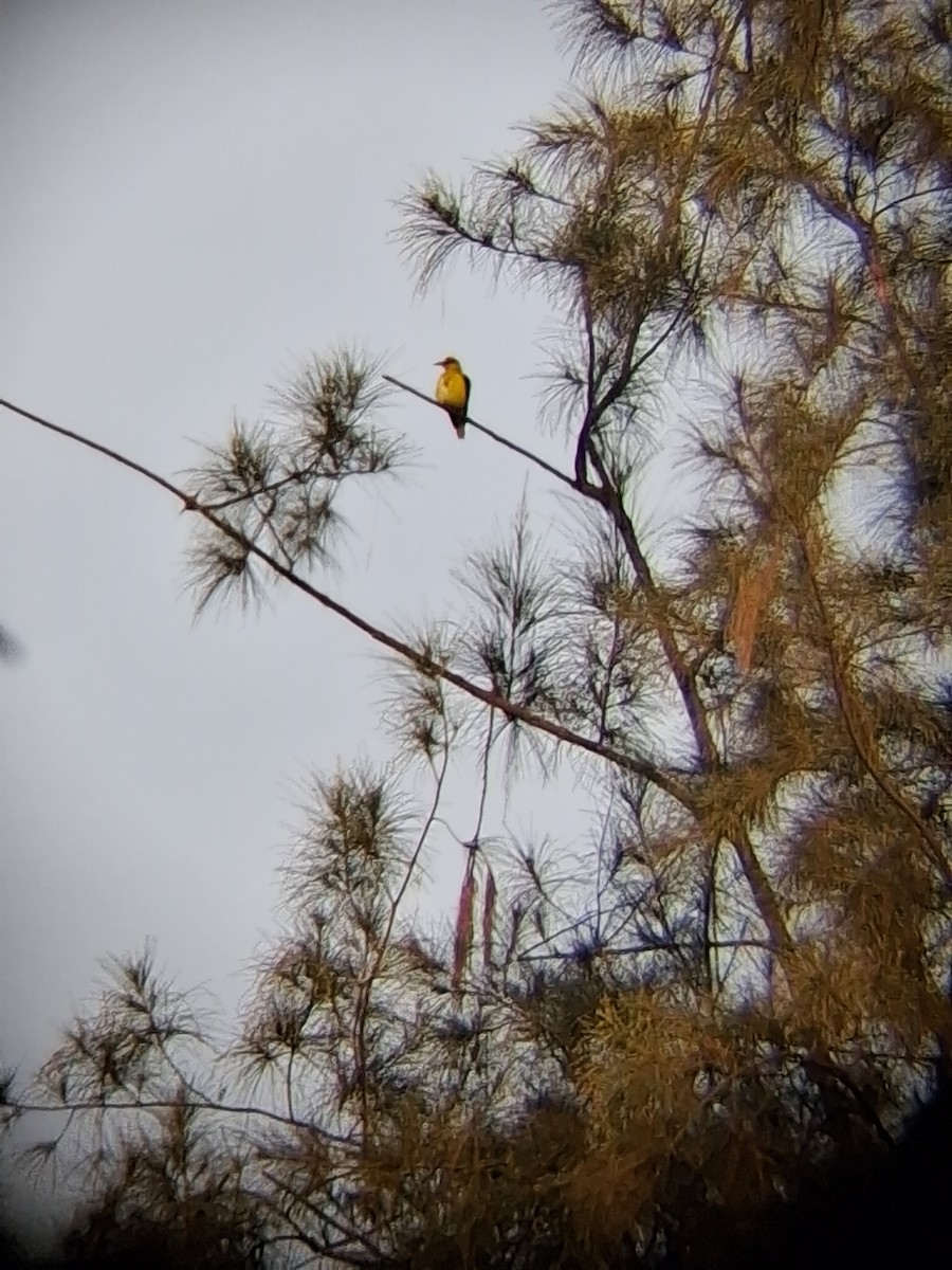 Индийская иволга - ML647265487