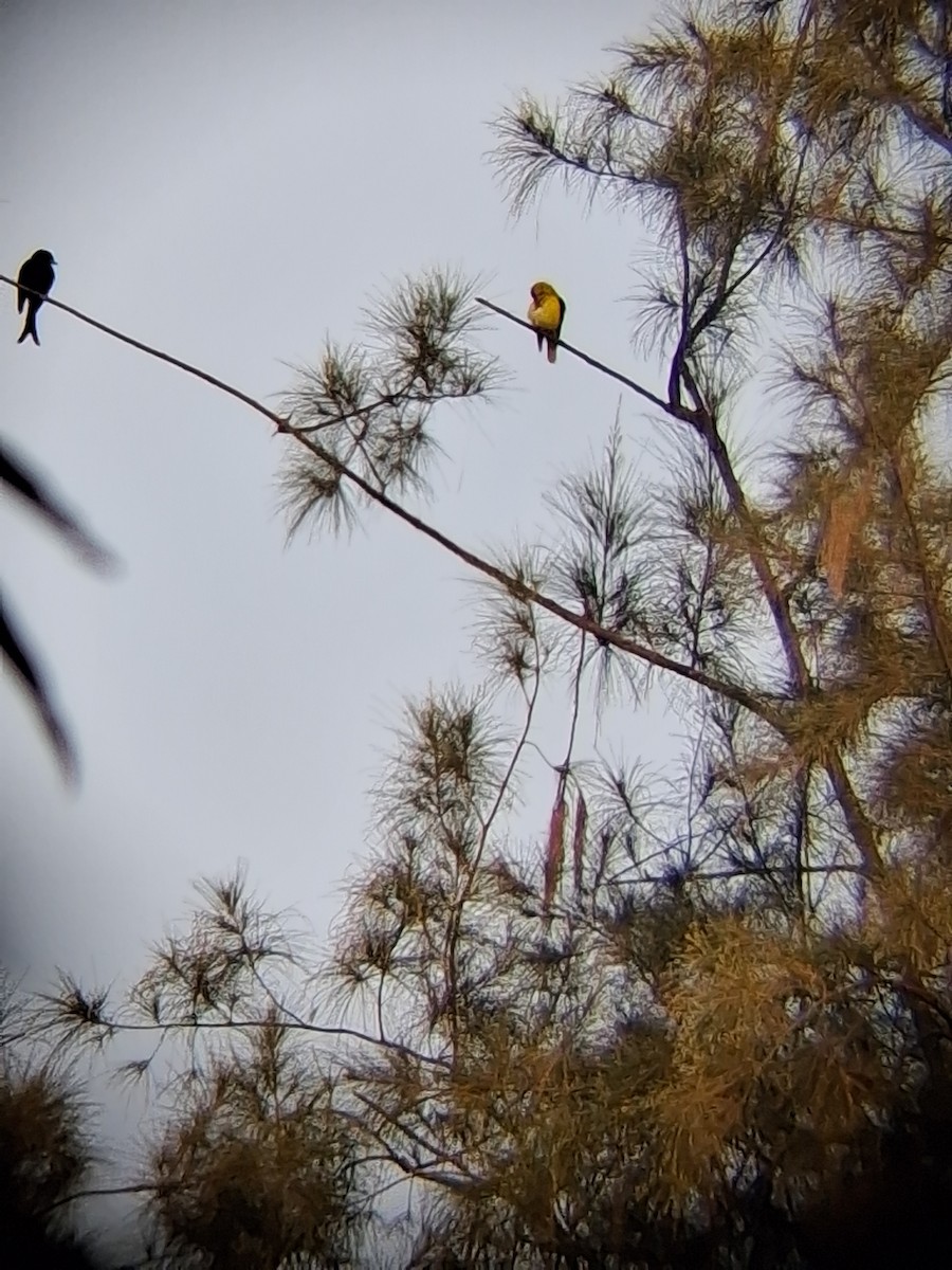 Индийская иволга - ML647265488