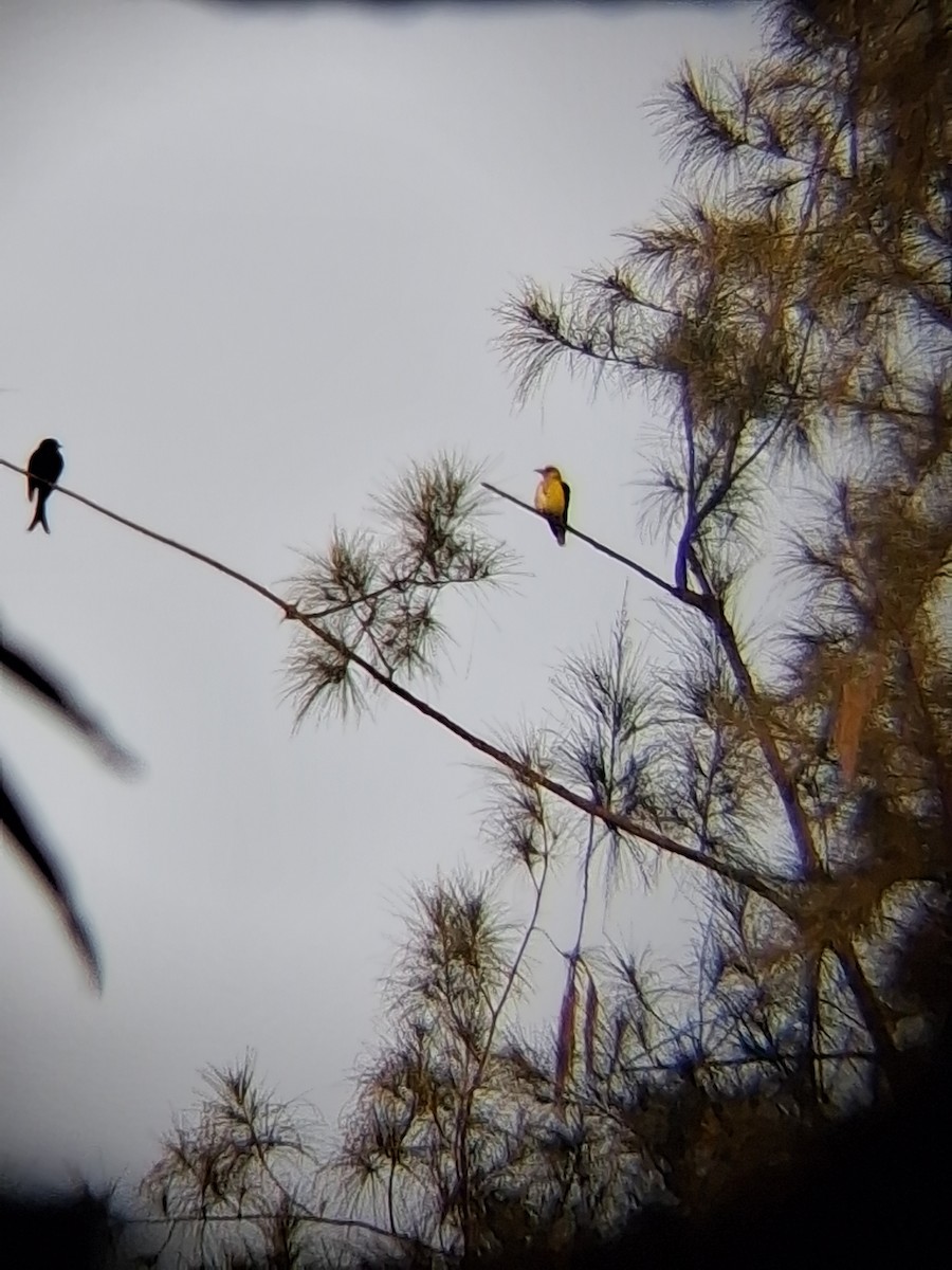 Индийская иволга - ML647265489