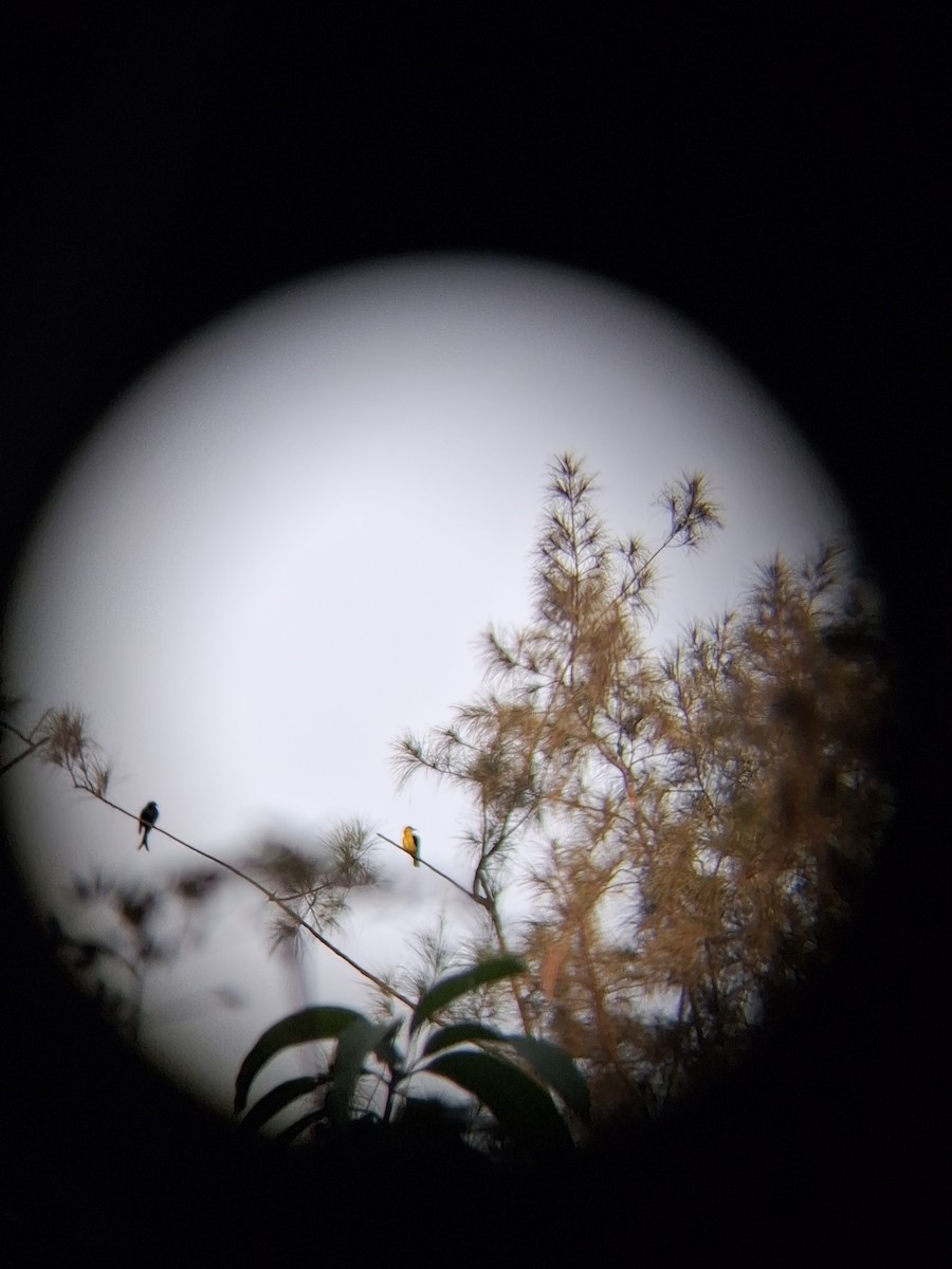 Индийская иволга - ML647265490