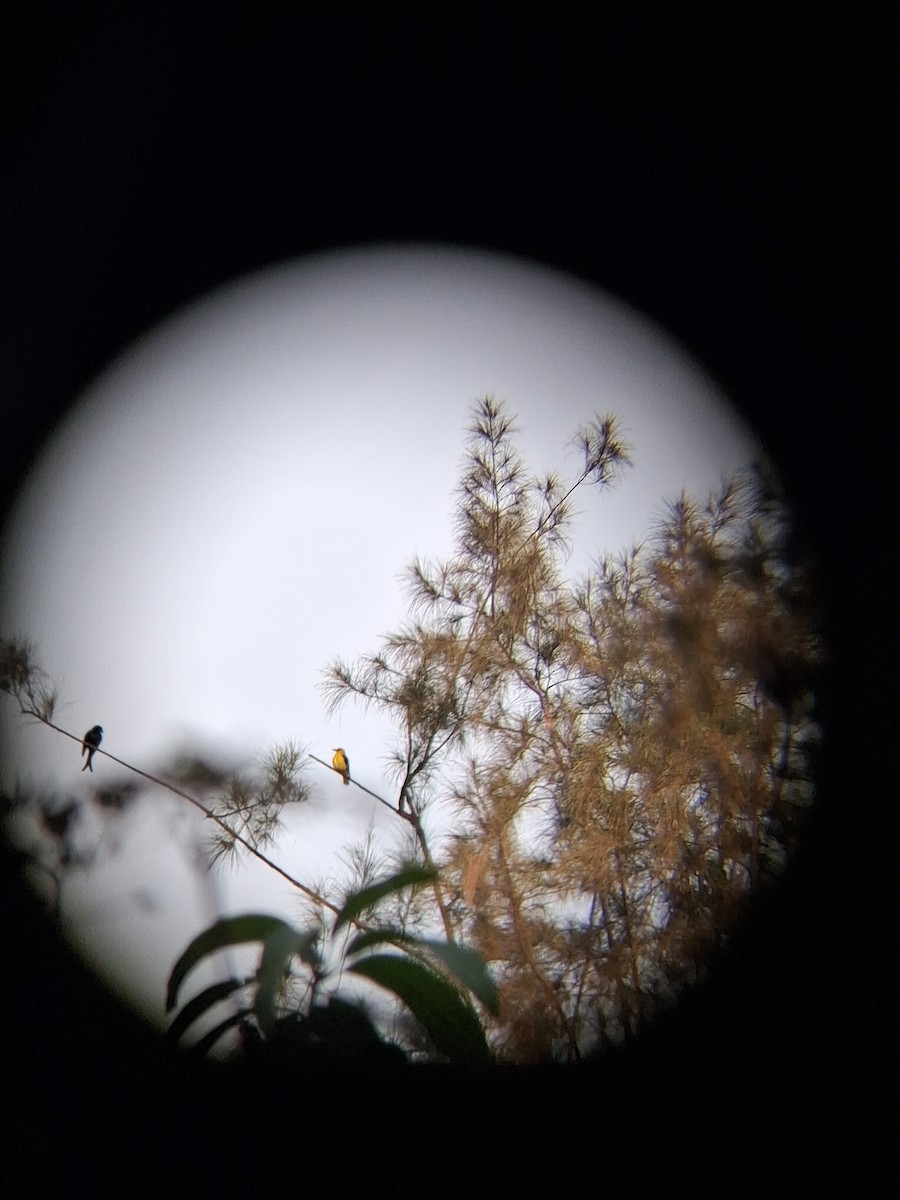 Индийская иволга - ML647265491