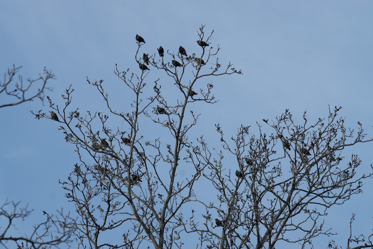 European Starling - ML647265493