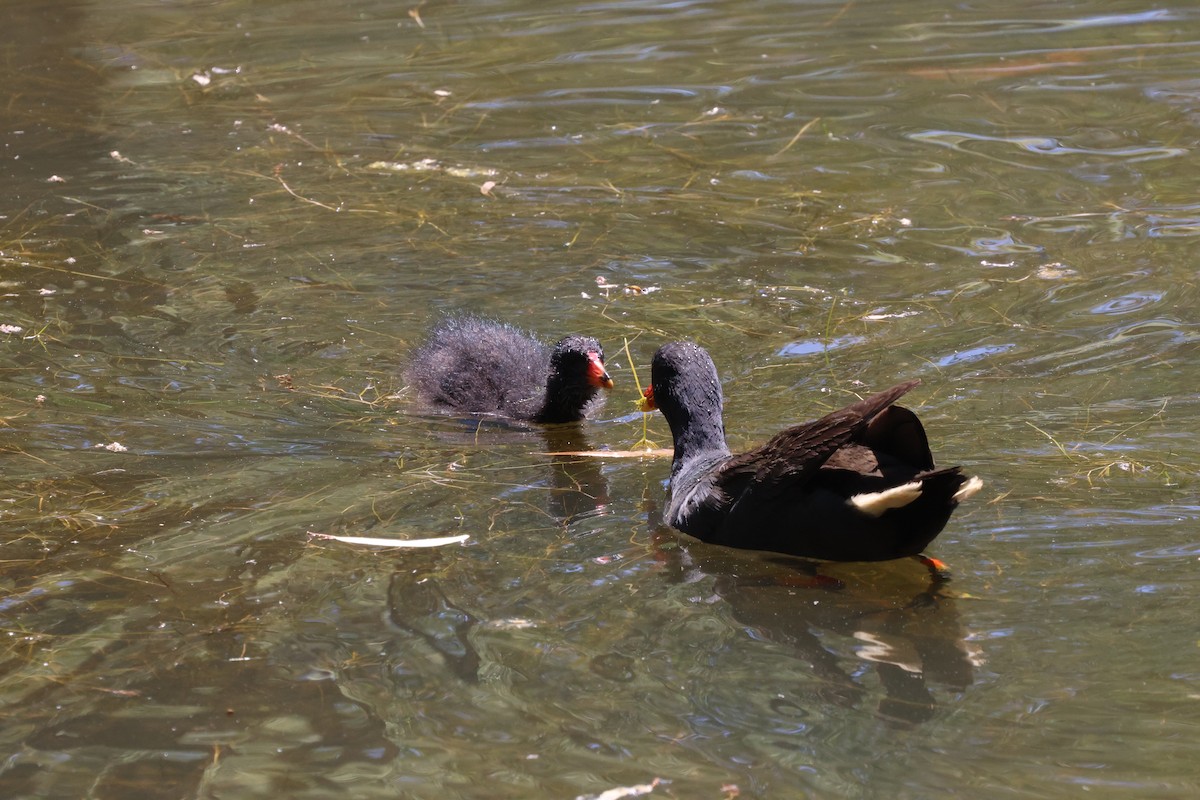 Dusky Moorhen - ML647265494