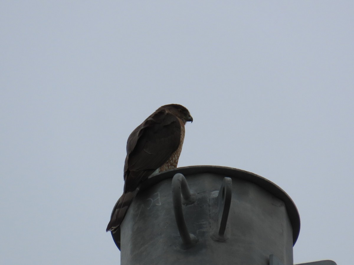Cooper's Hawk - ML647265501