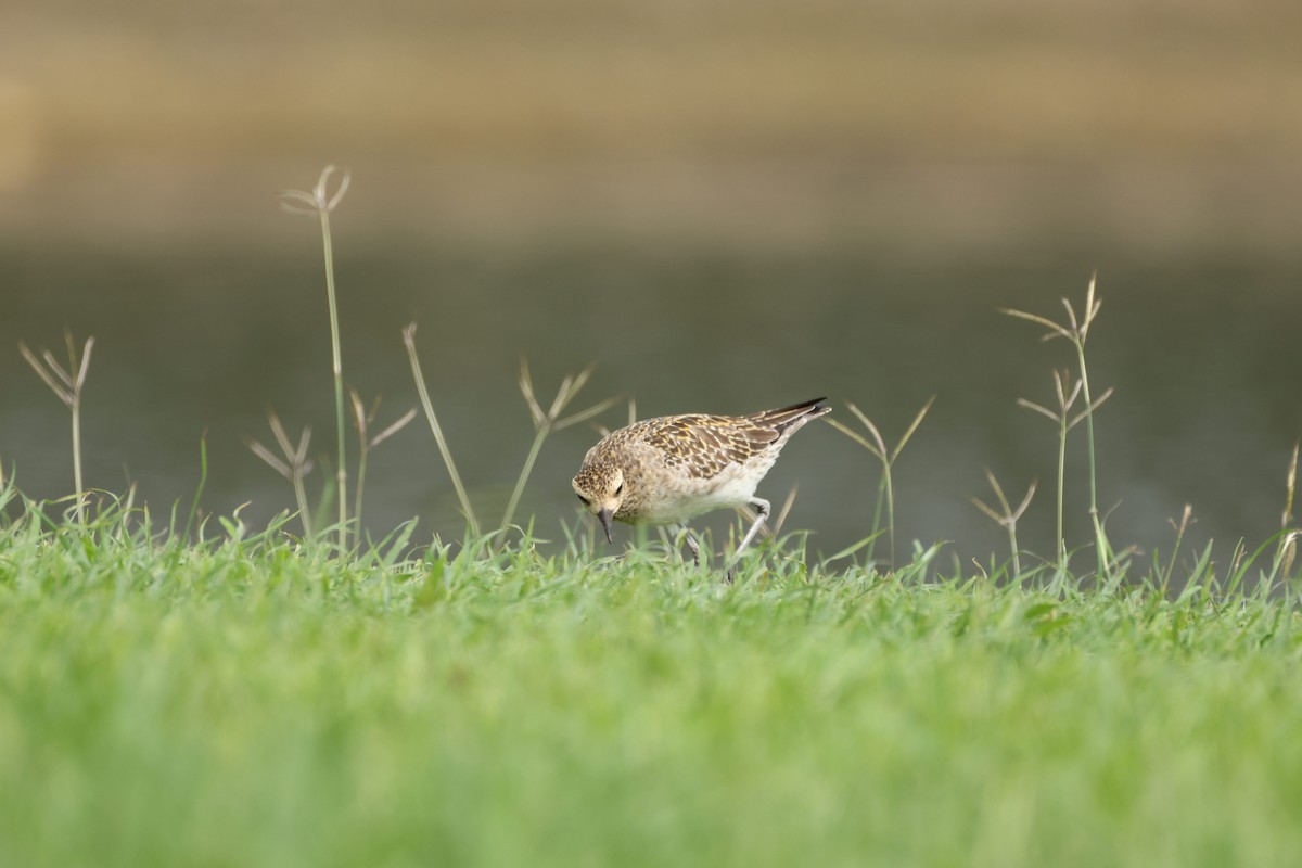 kulík pacifický - ML647265506