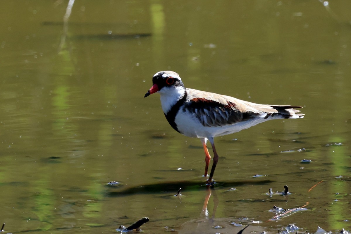 Black-fronted Dotterel - ML647265507