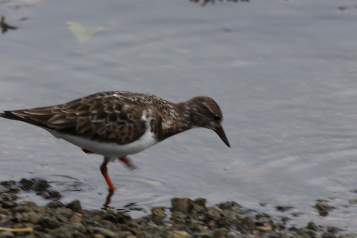 ארנריה אדמונית - ML647265510