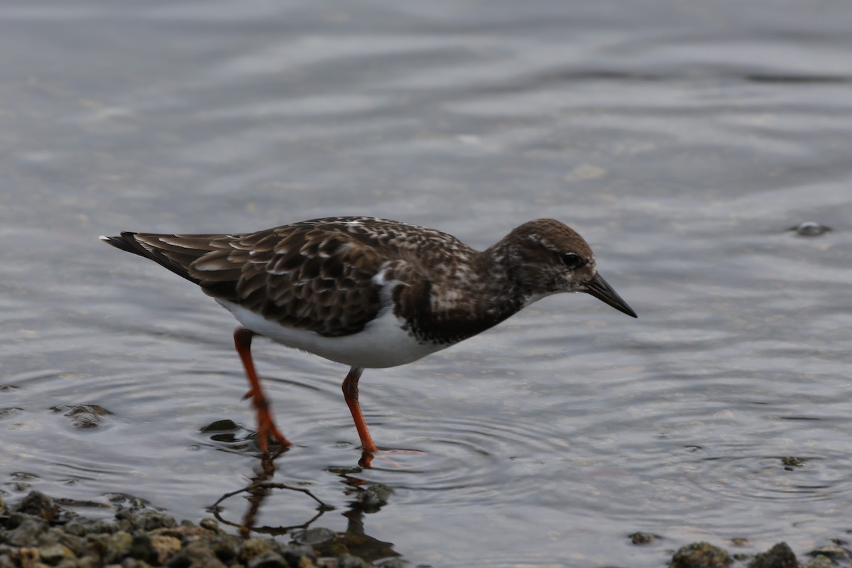 ארנריה אדמונית - ML647265511