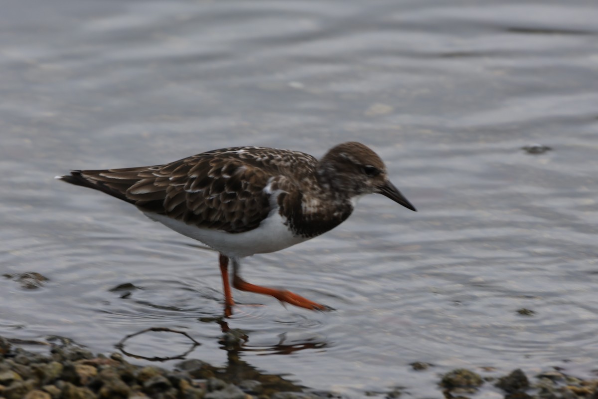 ארנריה אדמונית - ML647265512