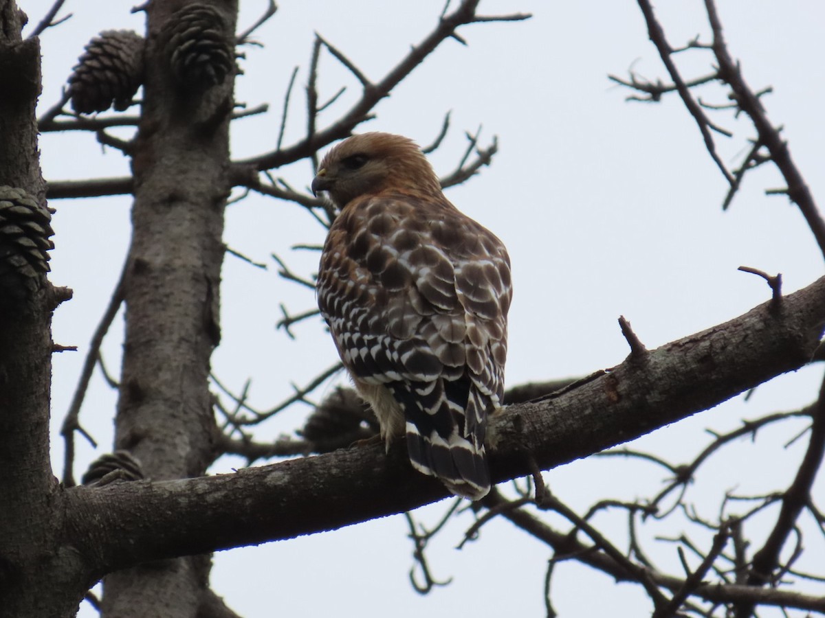 Red-shouldered Hawk - ML647265513