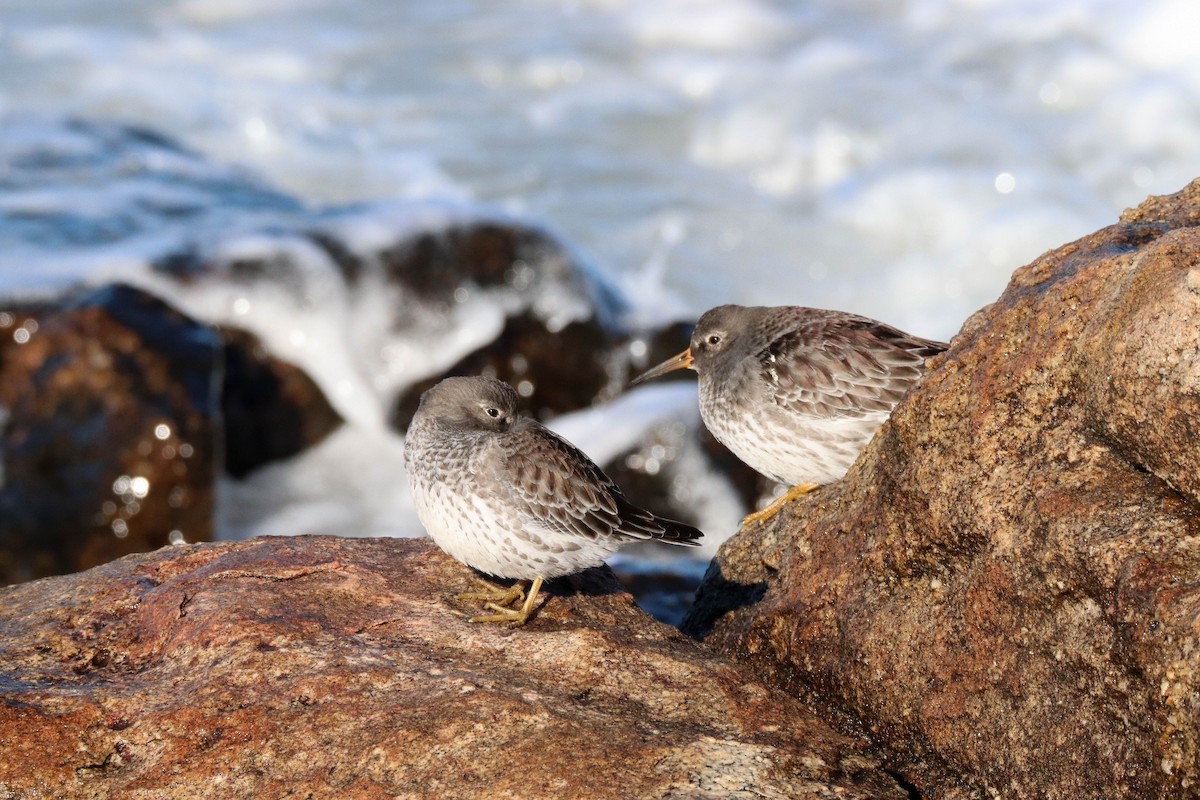 Txirri iluna - ML647265523