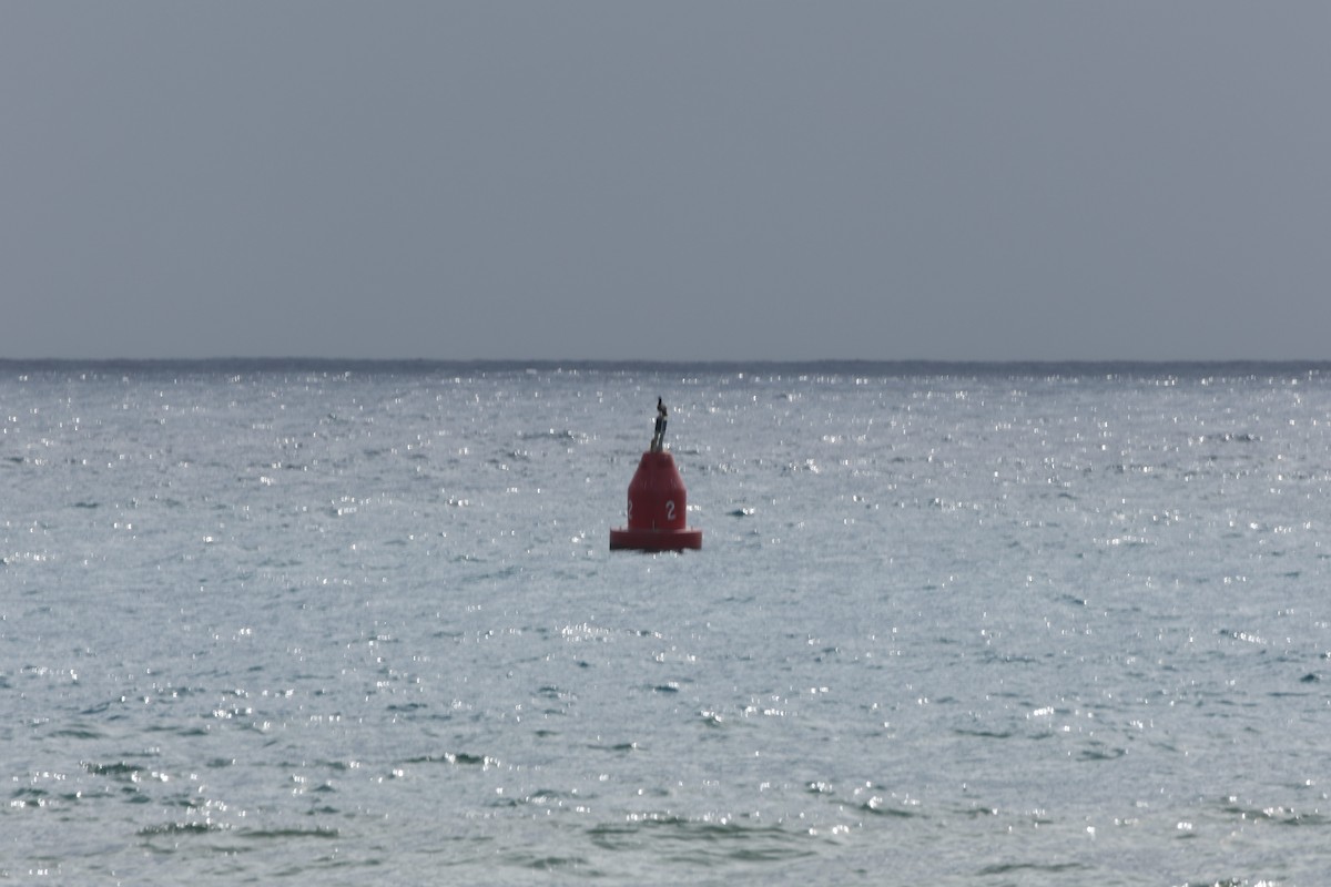 Brown Booby - ML647265533