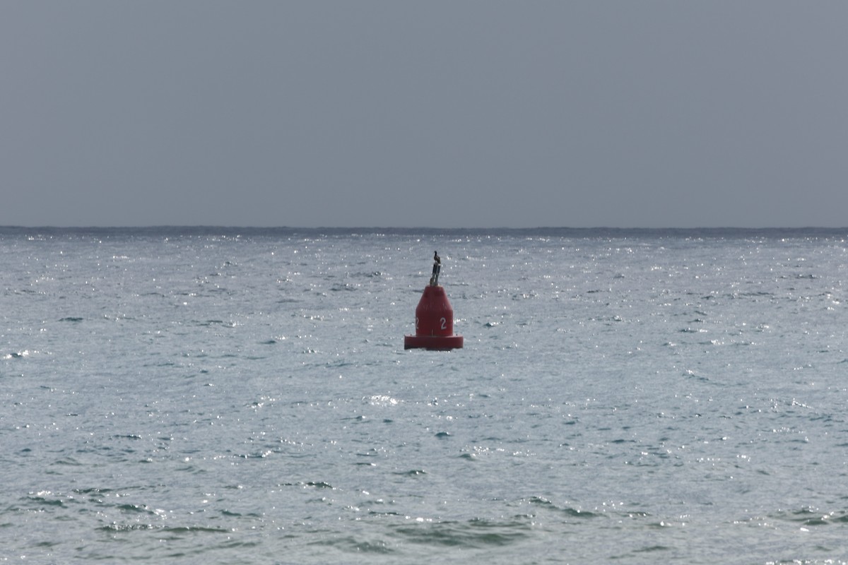 Brown Booby - ML647265534