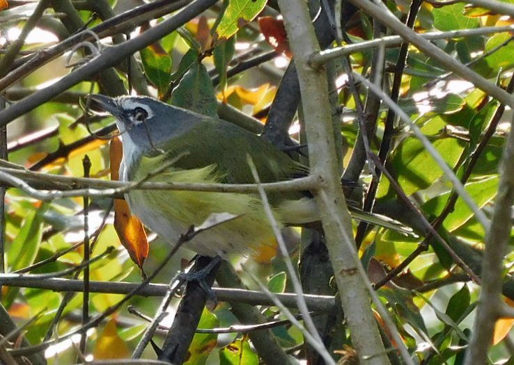 フタスジモズモドキ - ML647265535