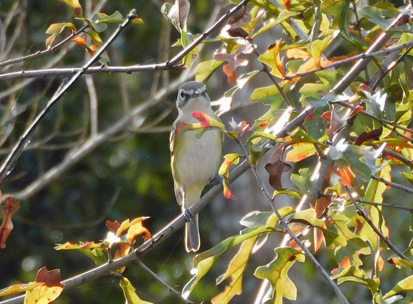 フタスジモズモドキ - ML647265536