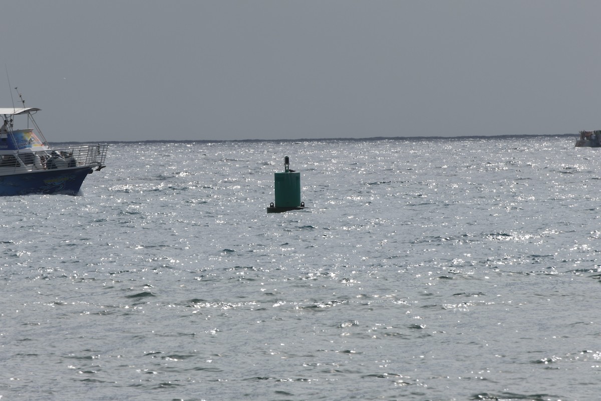 Brown/Black Noddy - ML647265538