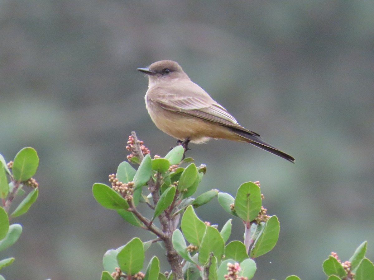 Say's Phoebe - ML647265539