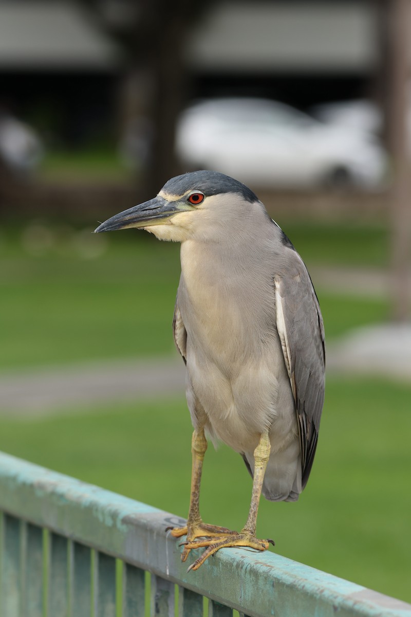 Black-crowned Night Heron - ML647265554