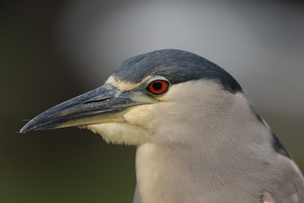 Black-crowned Night Heron - ML647265555