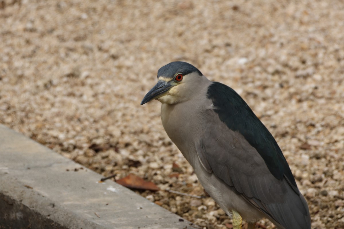 Black-crowned Night Heron - ML647265556