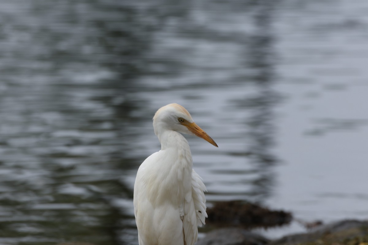 Western Cattle-Egret - ML647265562