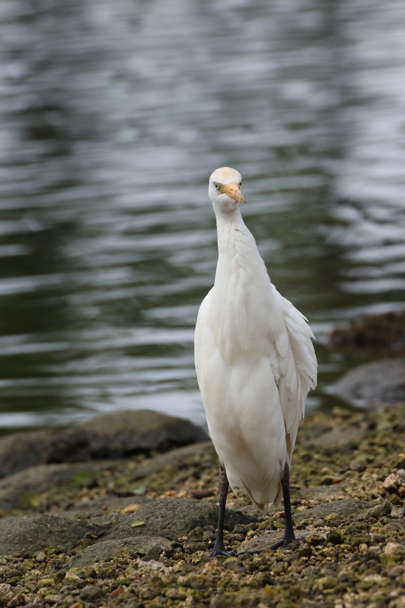 Western Cattle-Egret - ML647265563