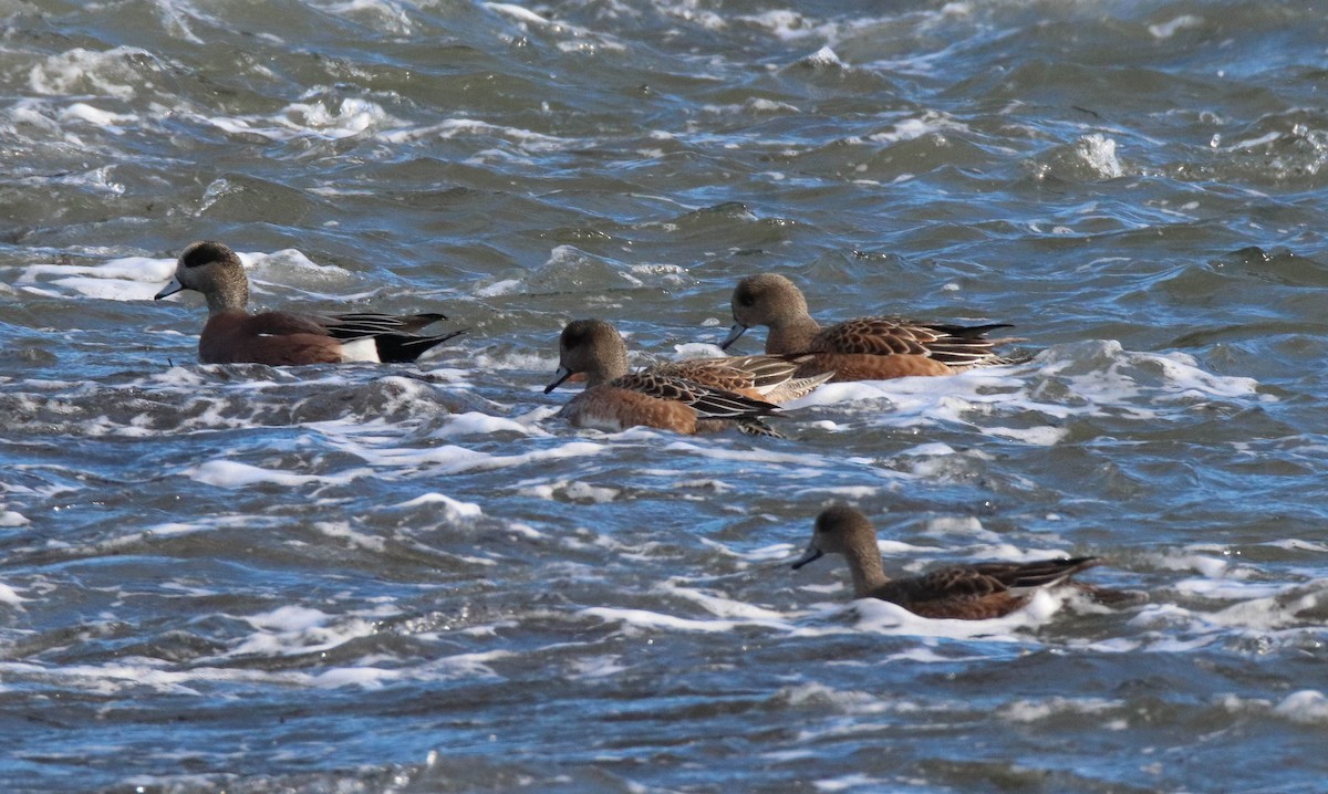 hvízdák americký - ML647265568