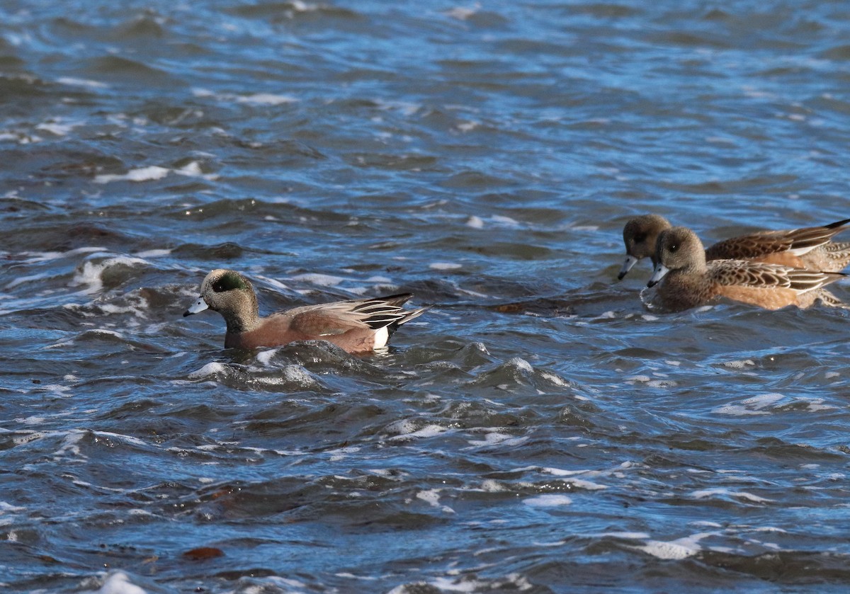 hvízdák americký - ML647265569