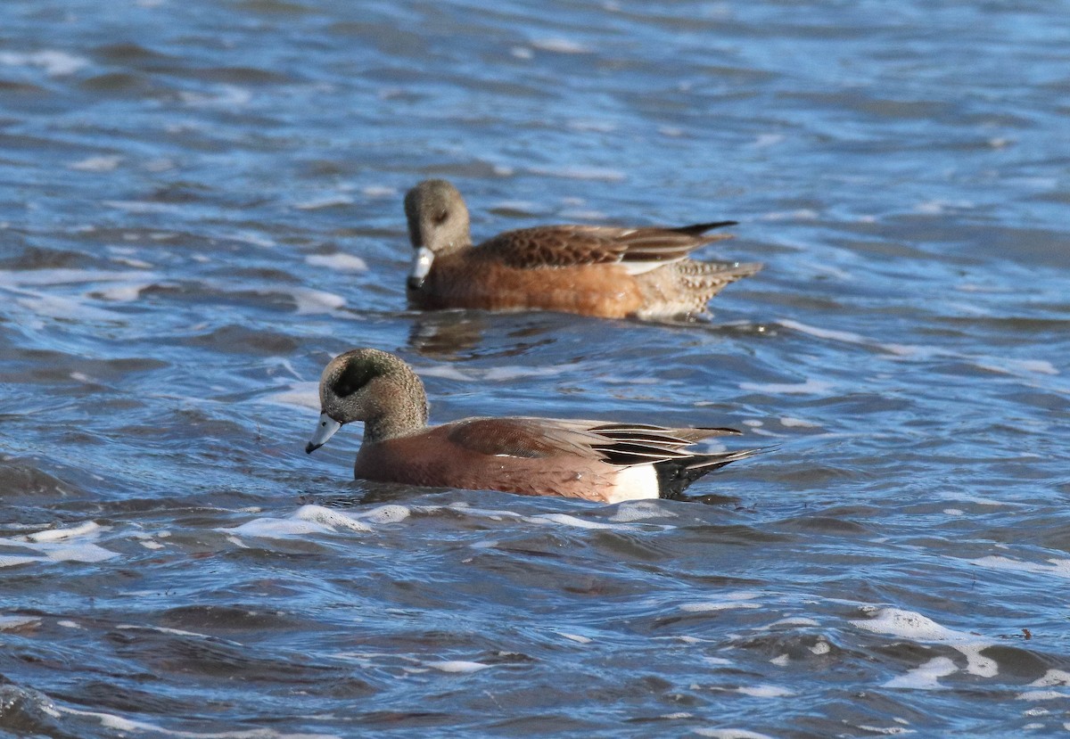 hvízdák americký - ML647265570