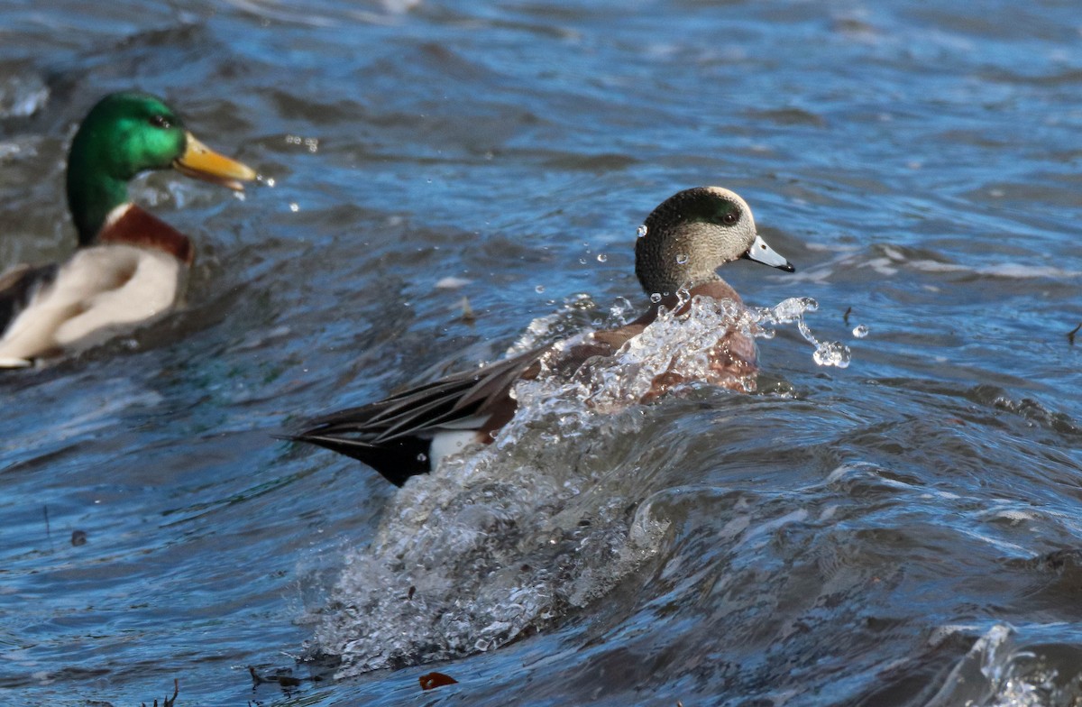 hvízdák americký - ML647265572