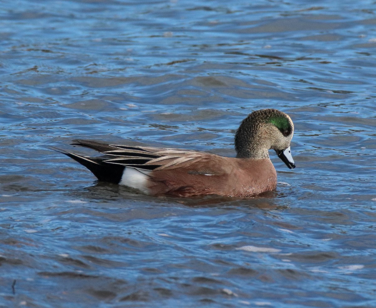 hvízdák americký - ML647265574