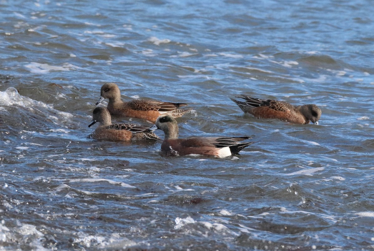 hvízdák americký - ML647265576