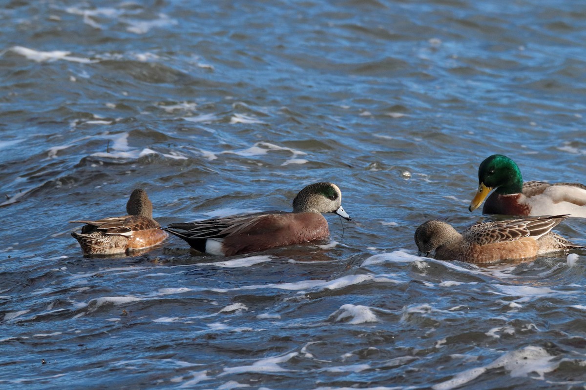 hvízdák americký - ML647265577