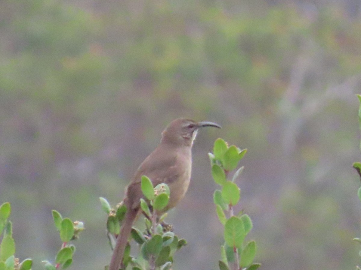 California Thrasher - ML647265579