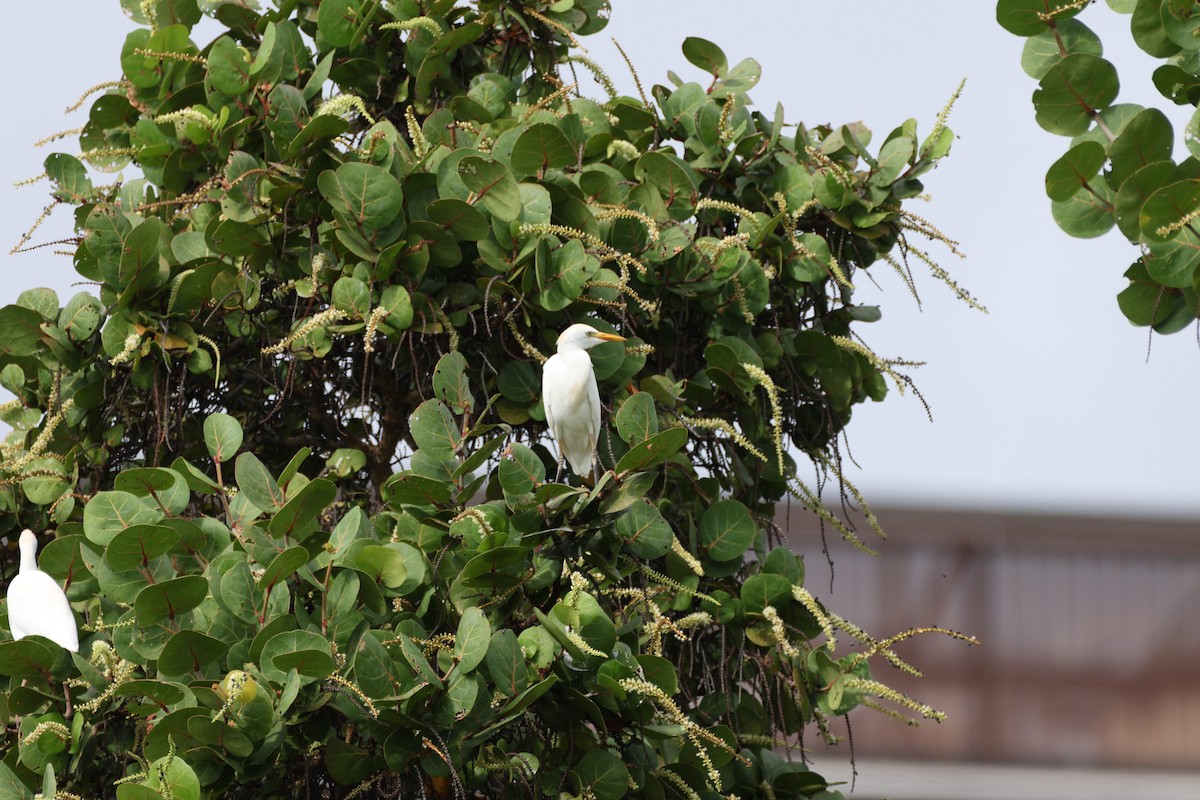 Western Cattle-Egret - ML647265590