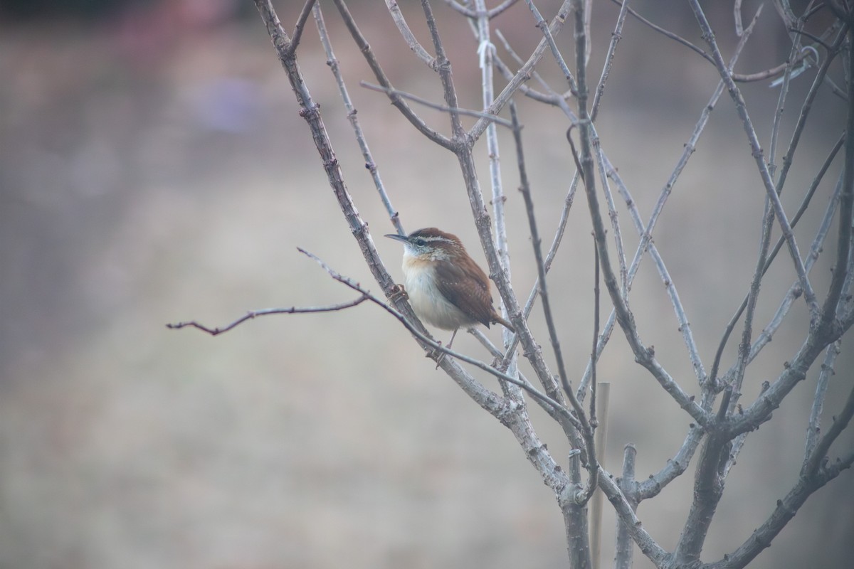 Carolina Wren - ML647265592