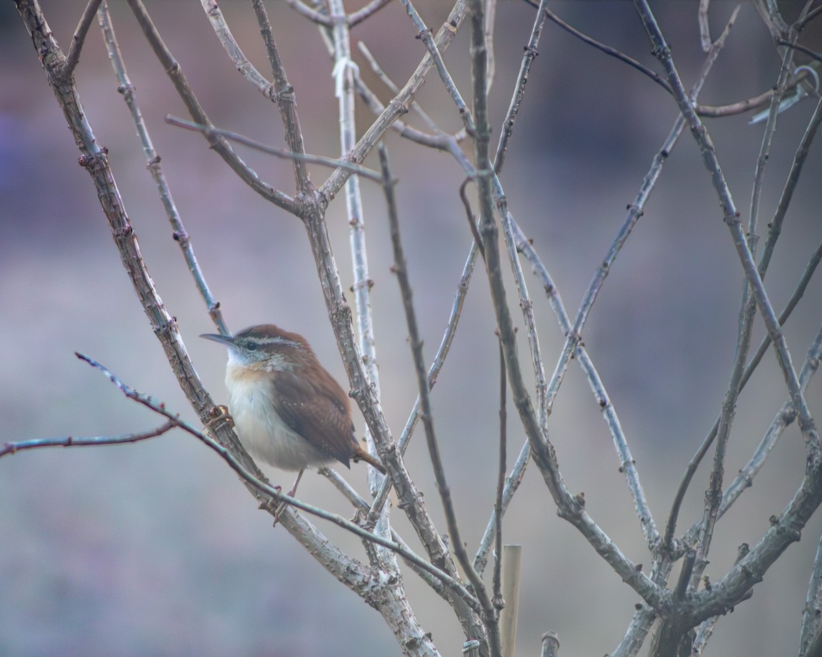 Carolina Wren - ML647265593