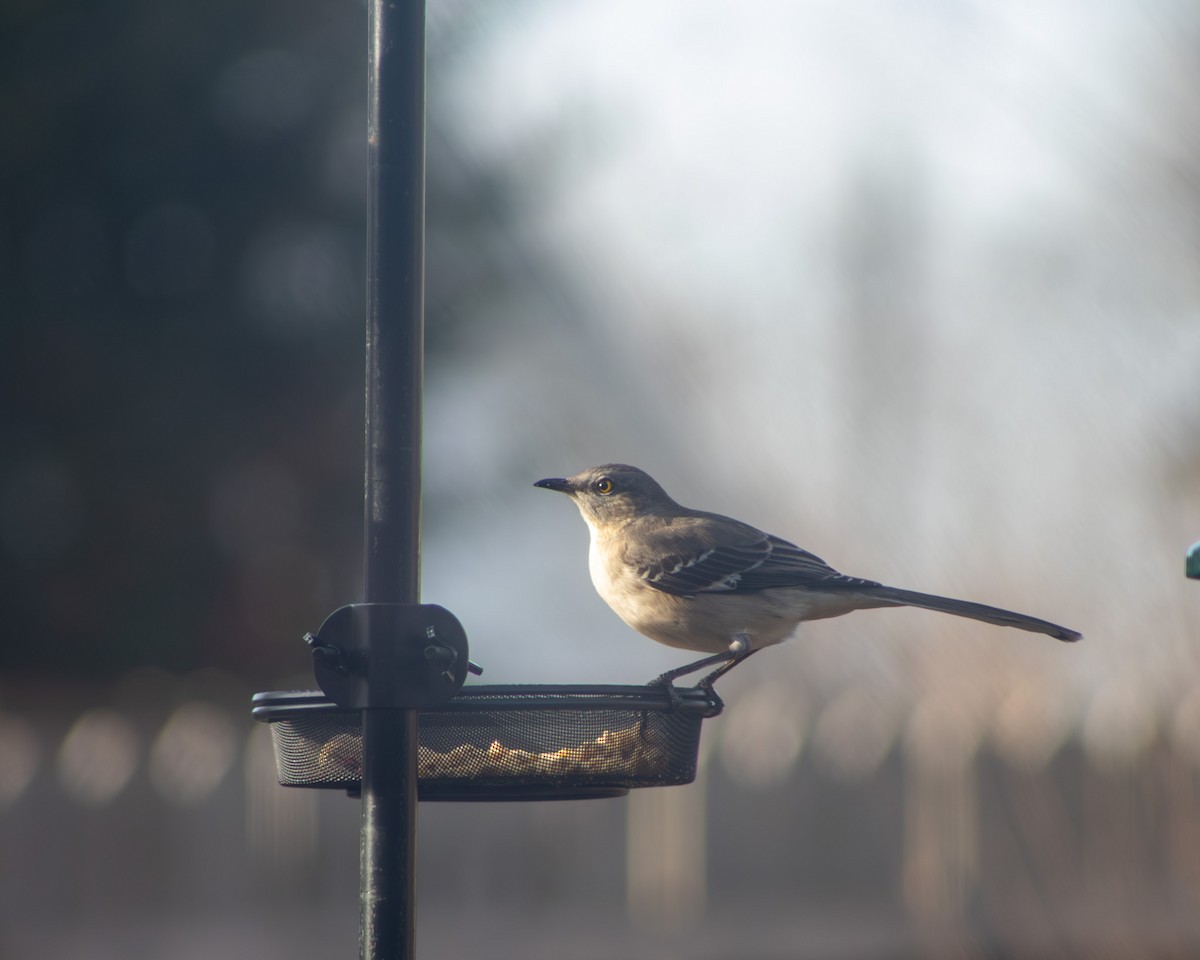 Northern Mockingbird - ML647265599