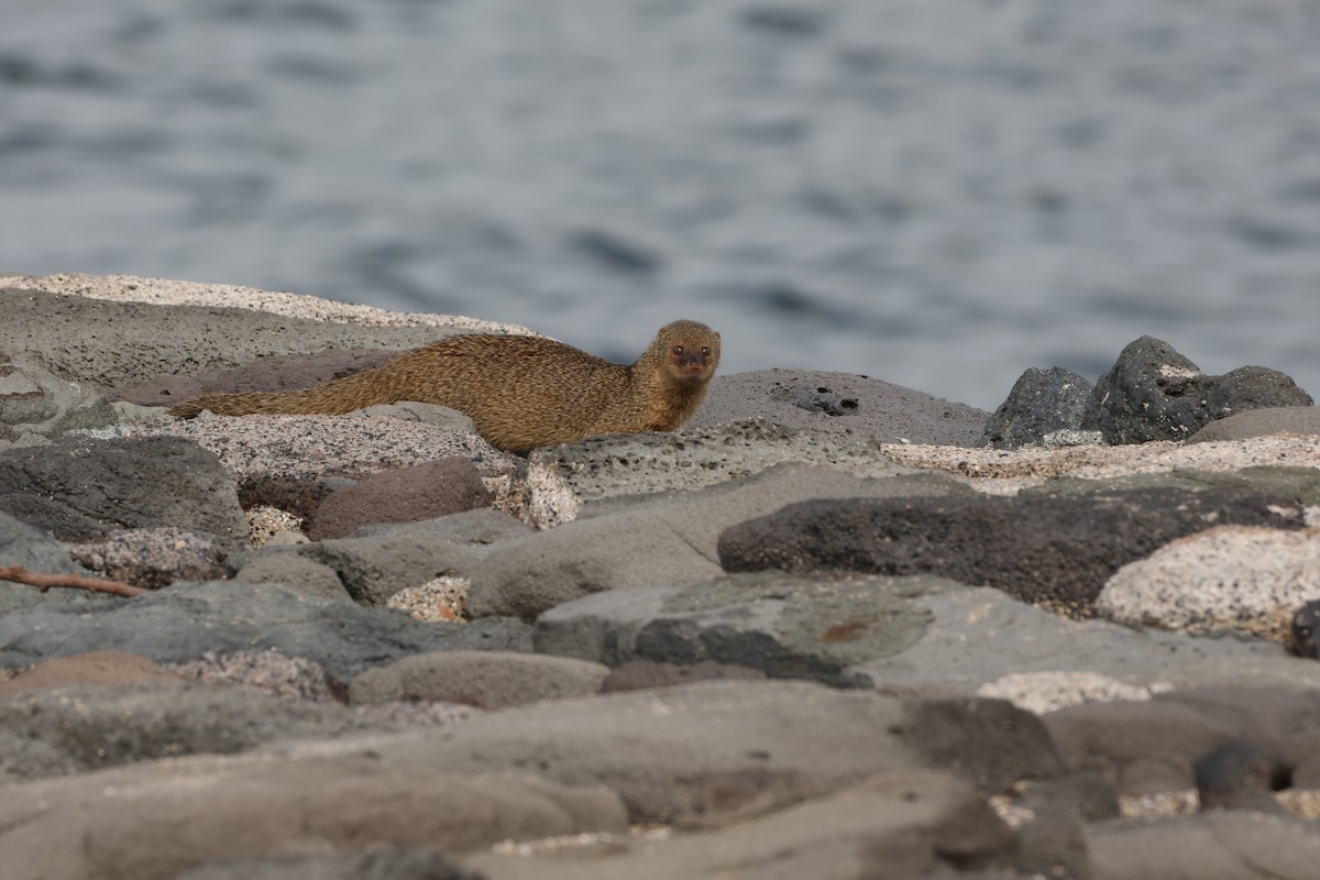 Small Indian Mongoose - ML647265600
