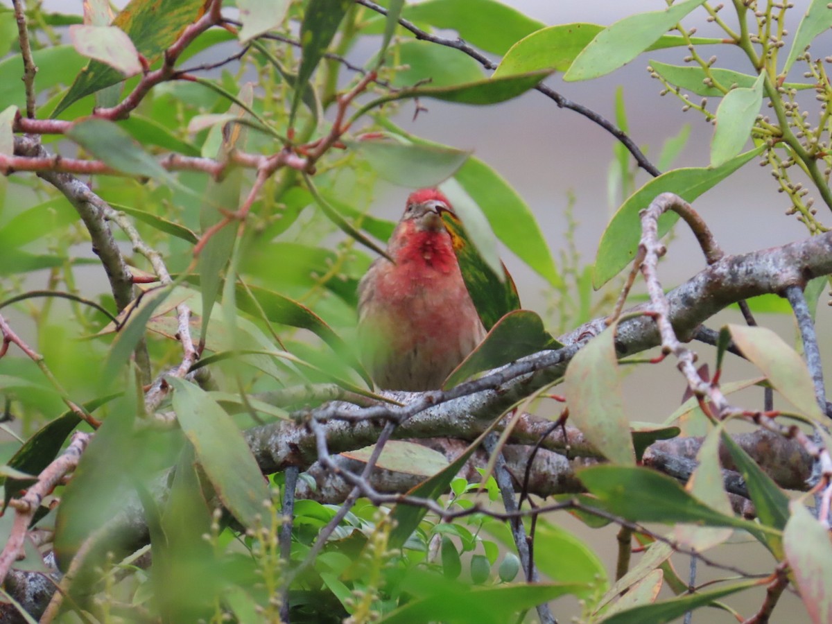House Finch - ML647265611