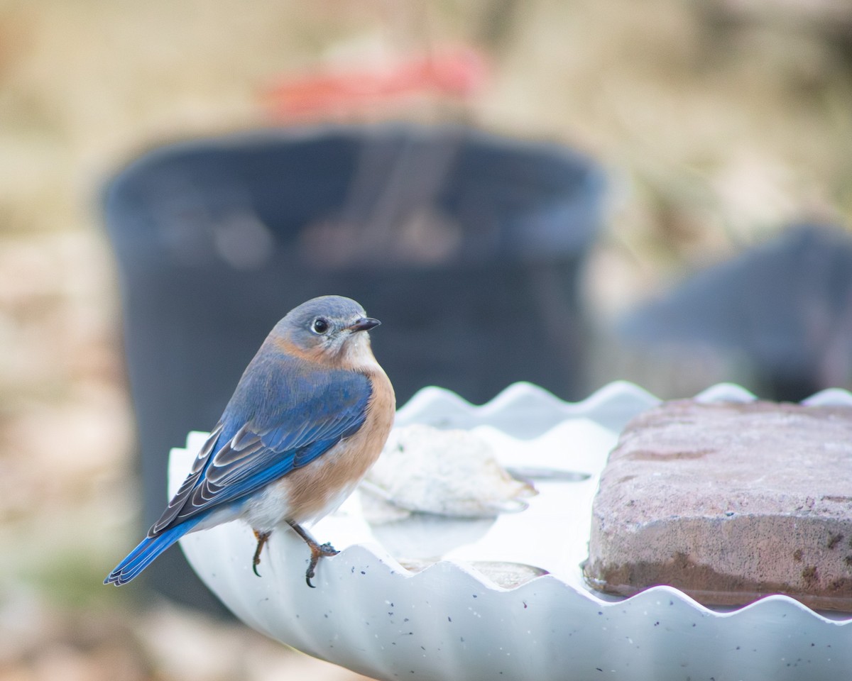 Eastern Bluebird - ML647265615