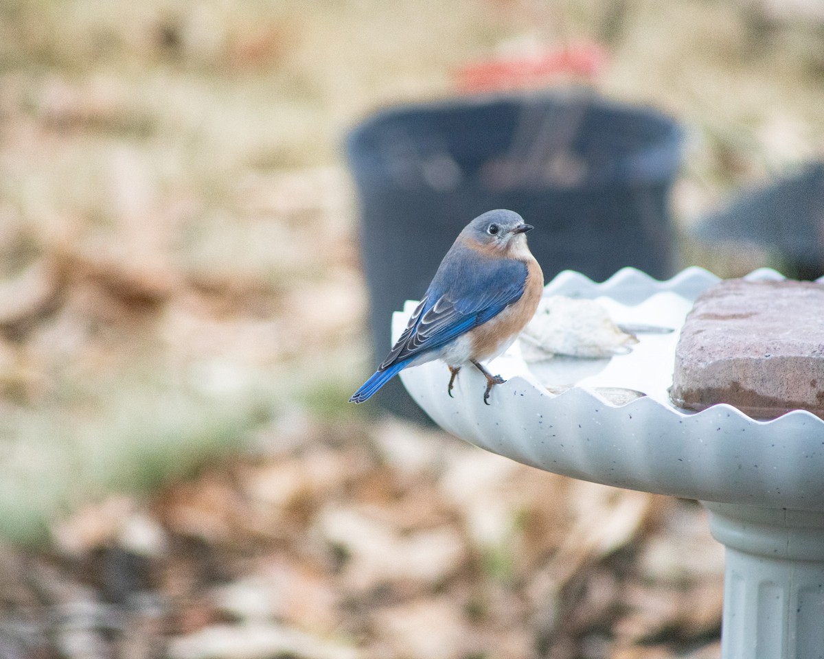 Eastern Bluebird - ML647265616
