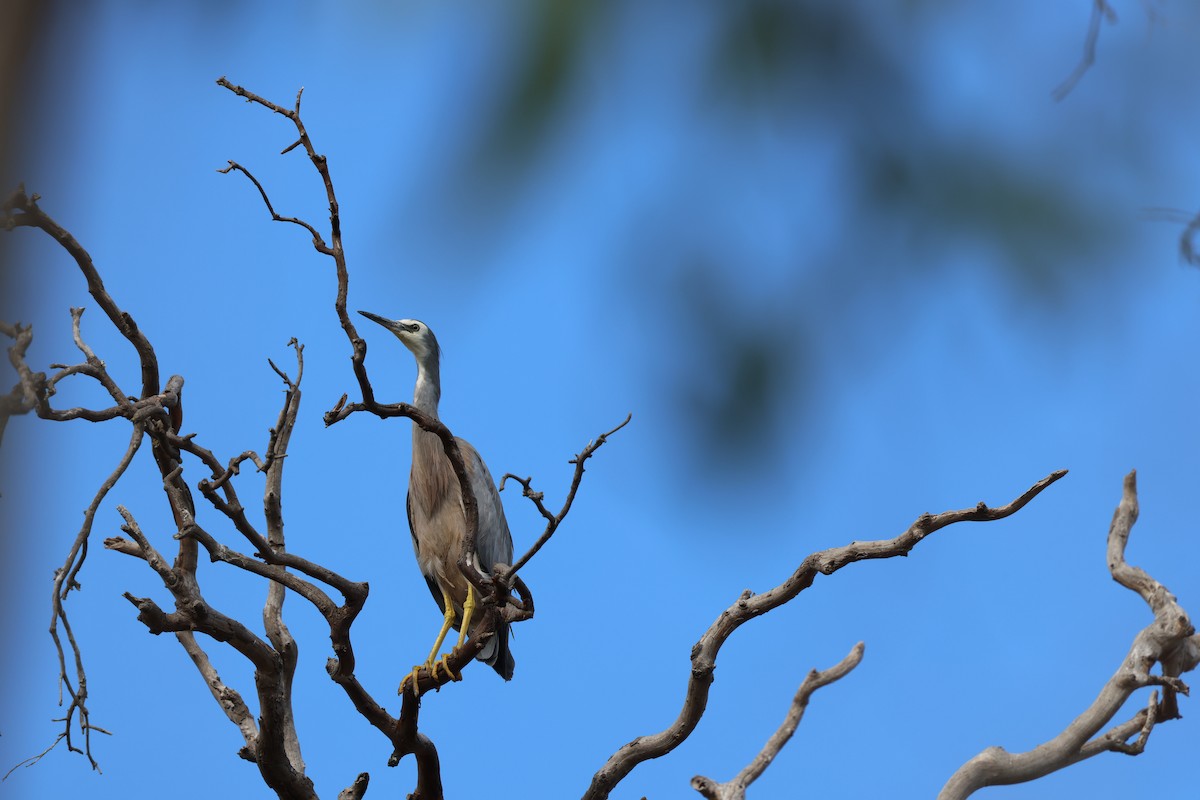 White-faced Heron - ML647265633