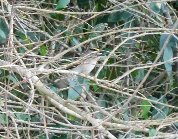 Erregetxo amerikarra - ML647265635