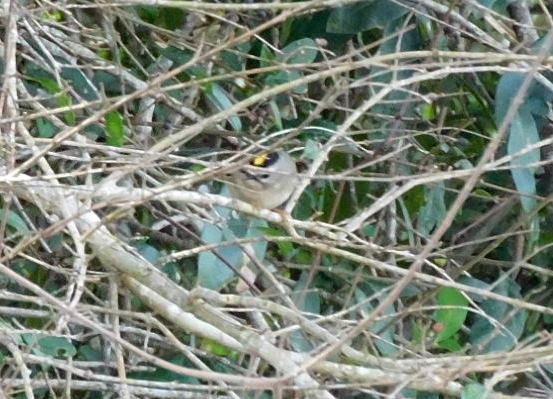 Erregetxo amerikarra - ML647265636